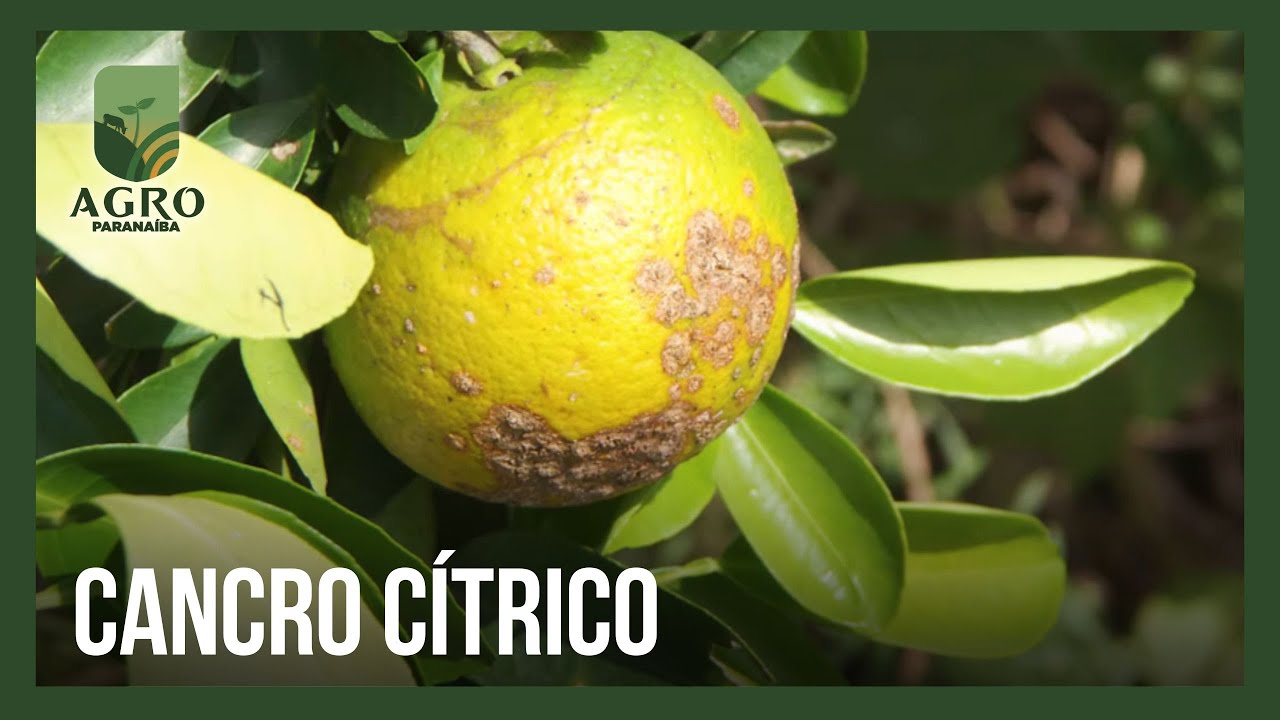 CANCRO CÍTRICO: cuidados para evitar a praga nos períodos mais quentes do ano | Agro Paranaíba