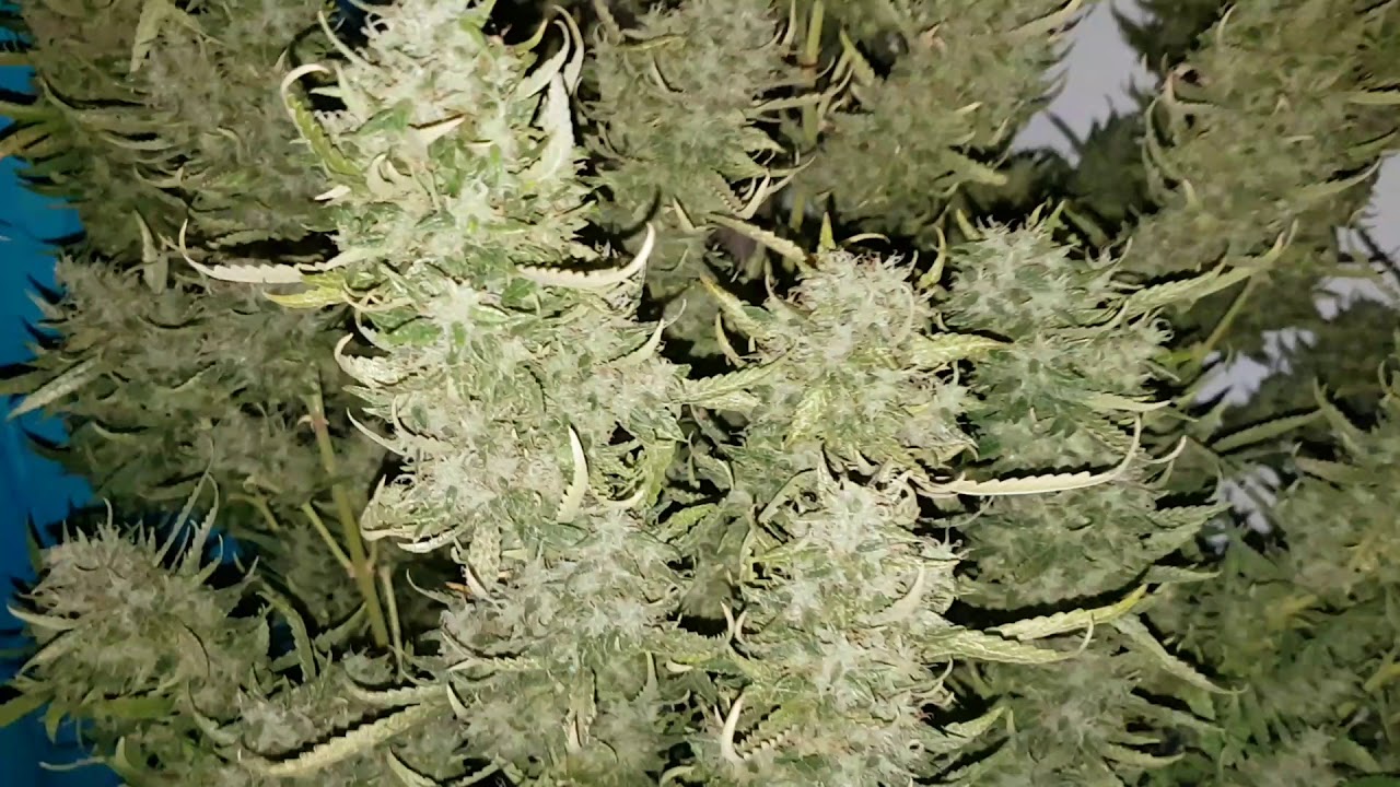 Ultimate auto Dutch passions seeds day 92 week 13. Mark