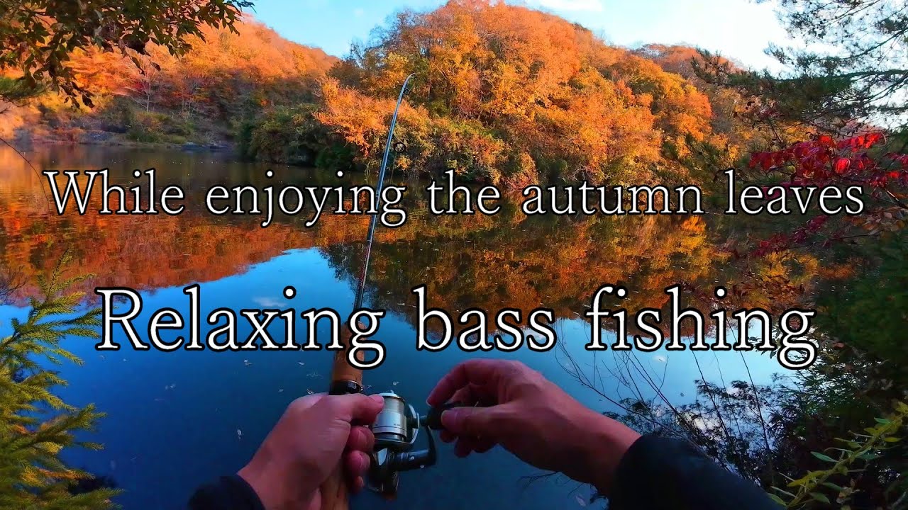 【FishingASMR】Sleep induction videos🎣 Relaxing bass fishing while enjoying the autumn leaves🎣