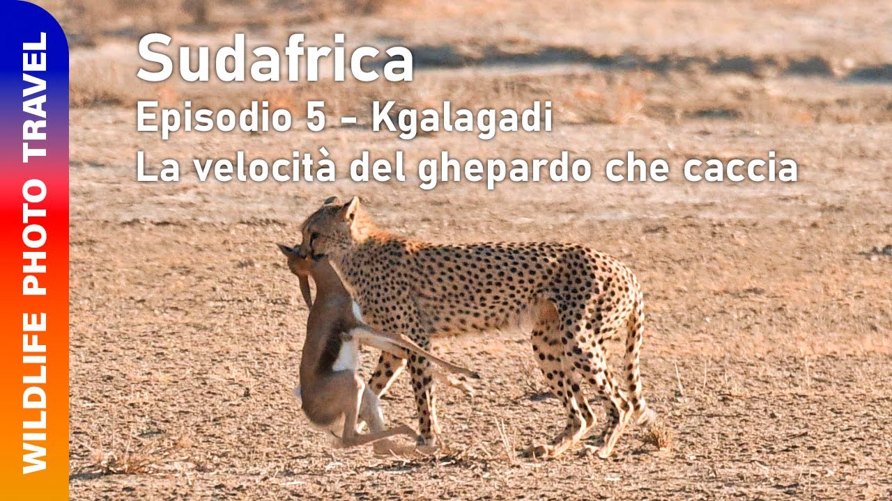 Sudafrica - Episodio 5 - Kgalagadi - La velocità del ghepardo che caccia