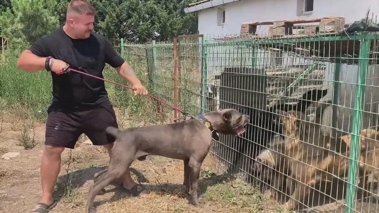 ¡Cane Corso ataca a la banda de Carlos Tosun!