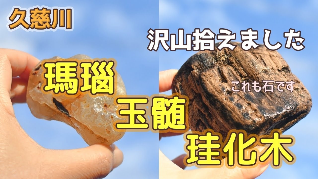 【メノウと珪化木】久慈川で大きな珪化木とメノウ(瑪瑙)カルセドニー(玉髄)ジャスパー(碧玉)を沢山拾いました◆愛犬トイプードルと一緒に石拾い