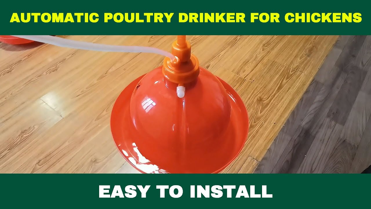 Automatic poultry drinker for chickens