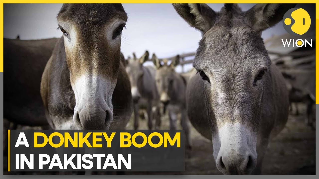 Pakistan eyes millions from donkey exports | WION