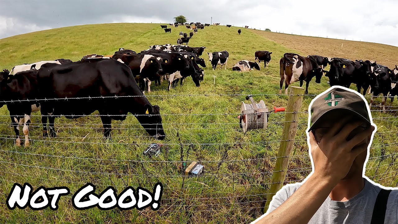 These Cows Are Out Of Control!