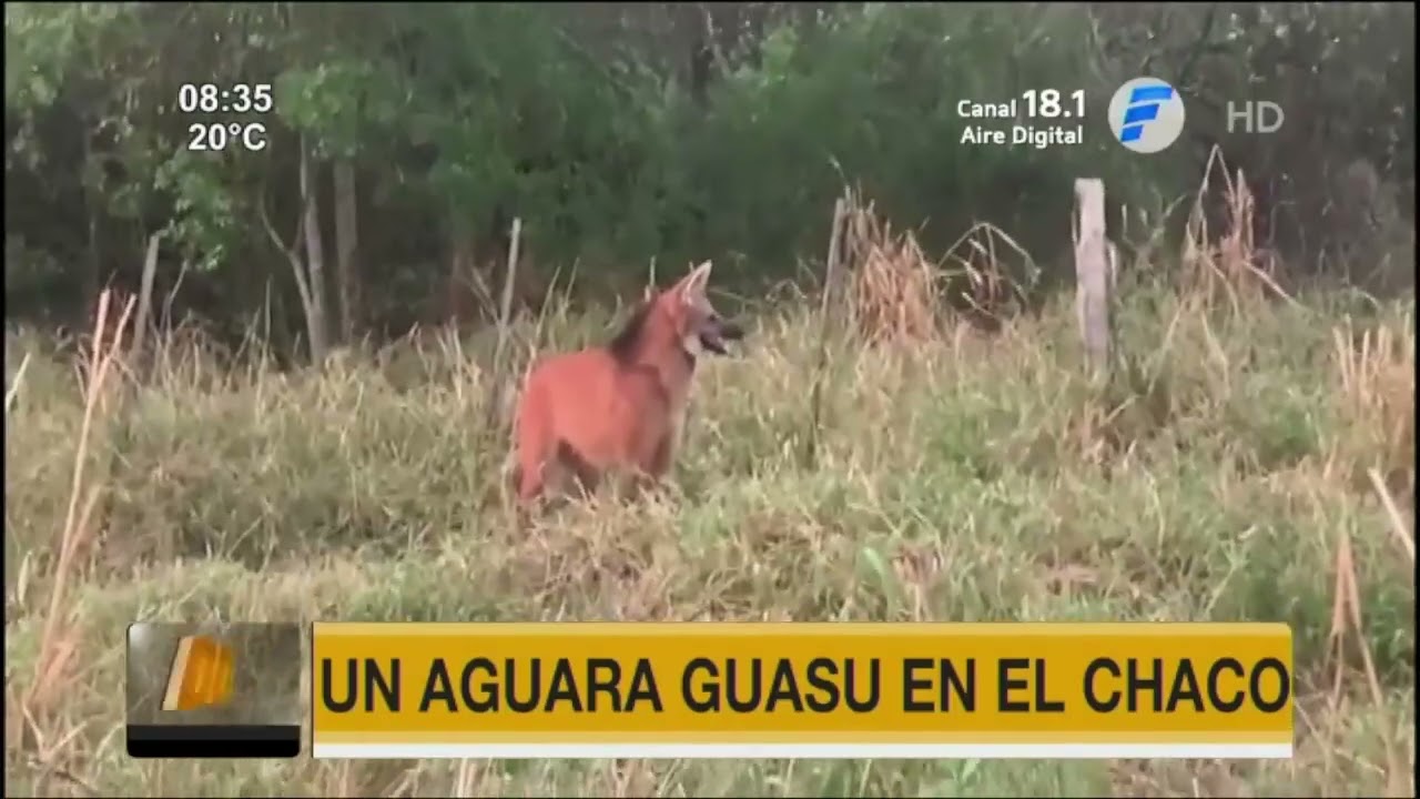 Un aguar&aacute; guaz&uacute; fue captado en el Chaco