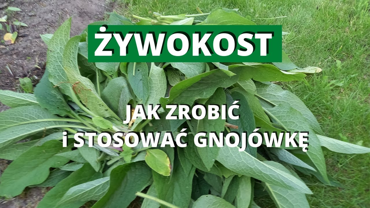 Gnojówka z żywokostu. Nawożenie pomidorów. Żywokost rosyjski.
