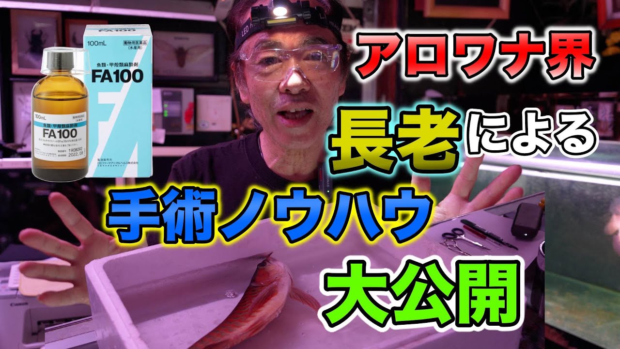 1000魚以上を執刀✂️『アロワナ手術』麻酔のかけ方〜道具〜執刀　鰓捲れ解説　龍魚世界ポンティアナ