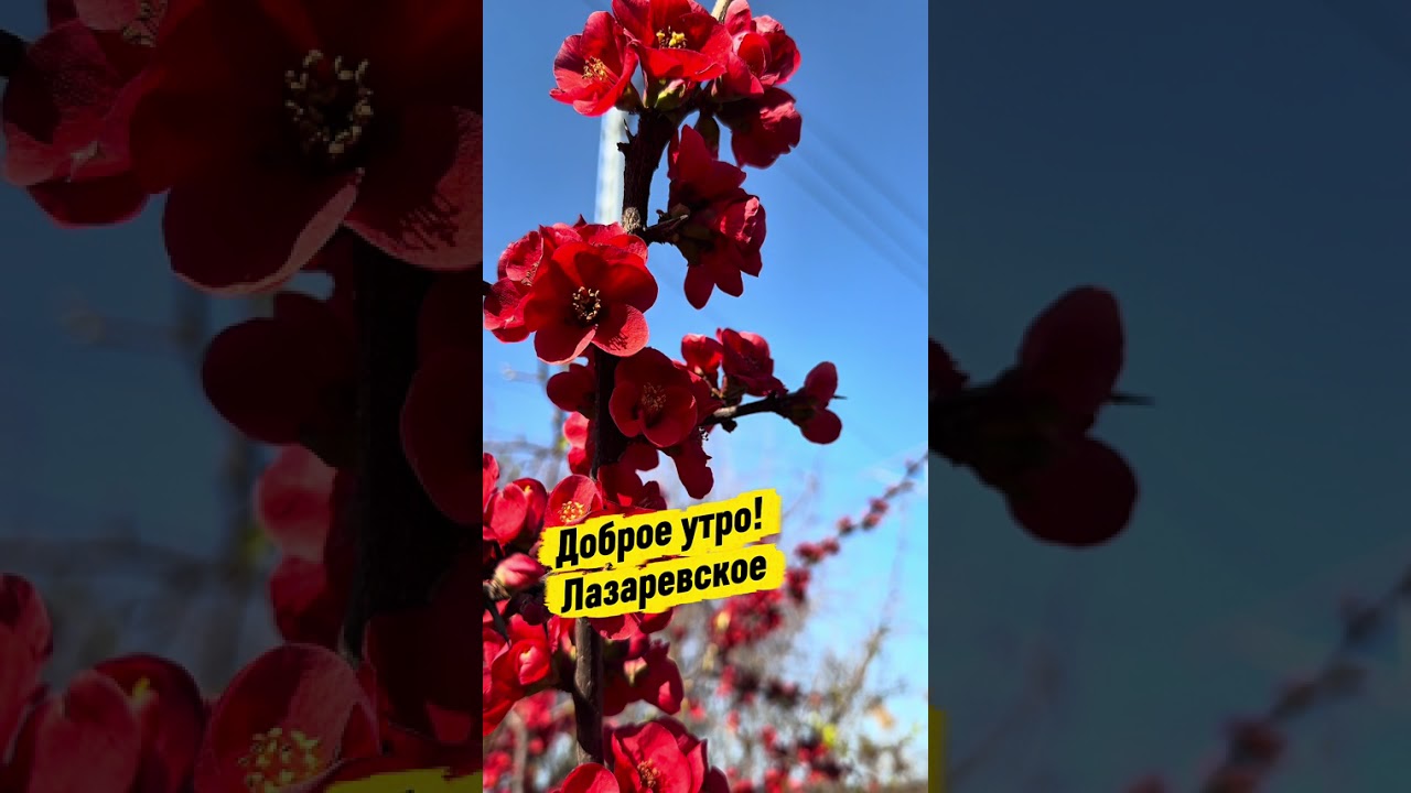 Доброе утро! Лазаревское 2026.  #Лазаревское #лазаревское  #сочи  #доброеутро