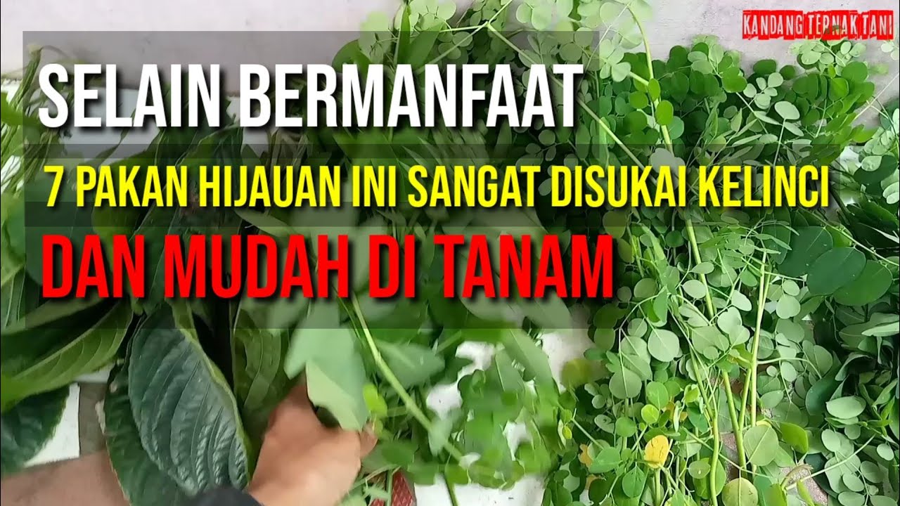 7 PAKAN HIJAUAN YANG DISUKAI KELINCI DAN MUDAH DITANAM