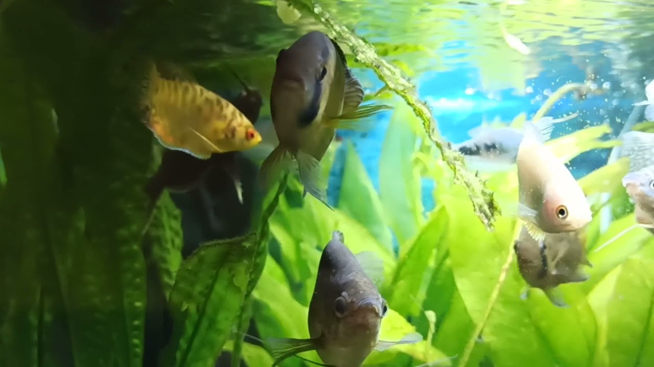 Akara z Maroni
