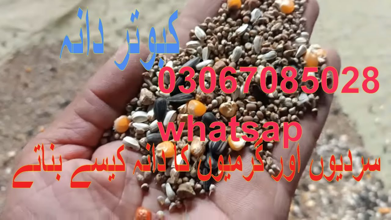 کبوتروں  کا مرضی کا دانہ بنوانے کے لئے ہم سے رابطہ کریں شکریہ 03067085028