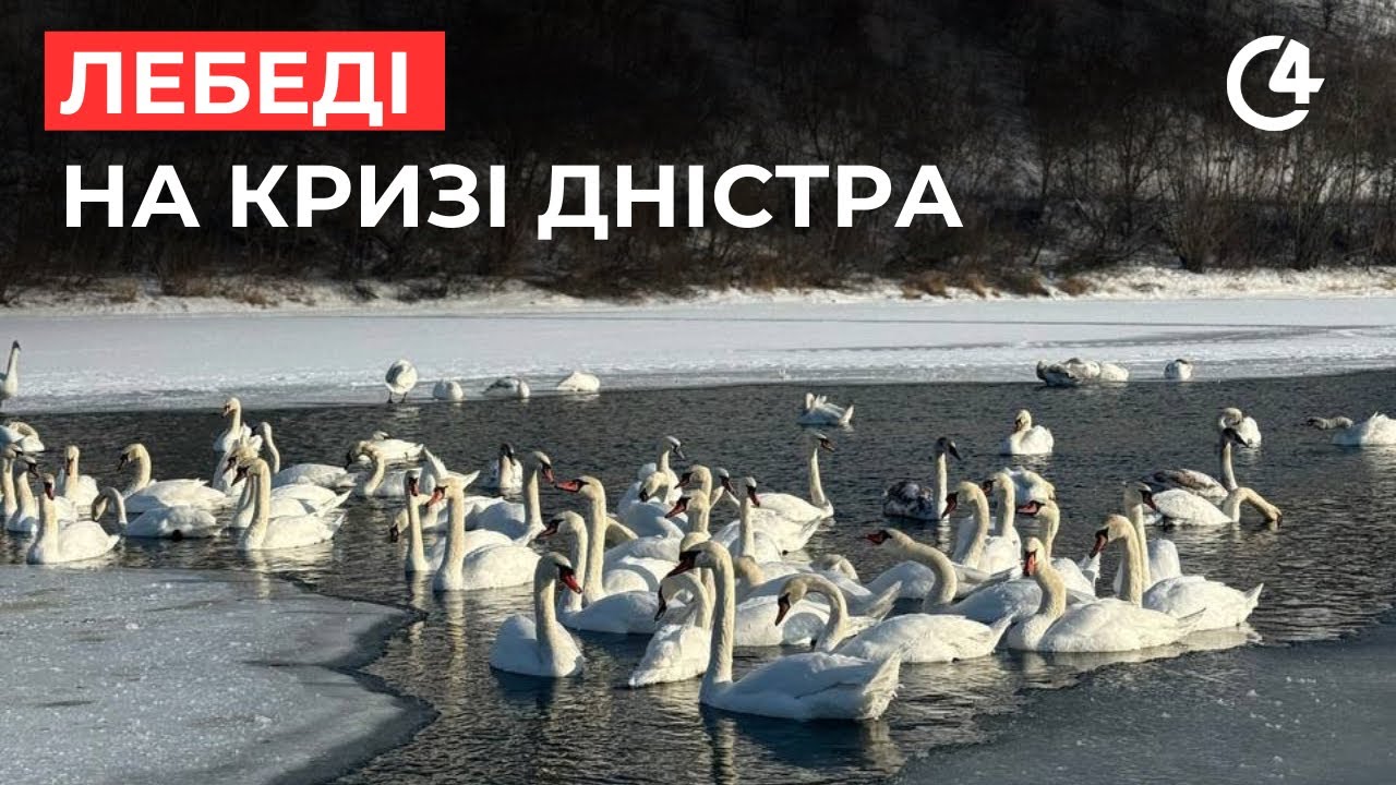 Лебеді на замерзлому Дністрі у Кострижівці