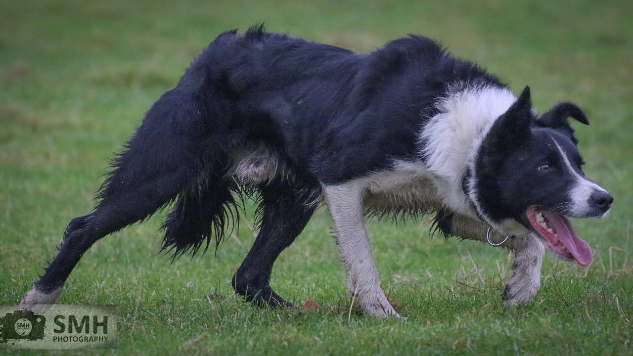 Jed 00/390802…. lot no 18 Dolgellau online sale 2nd-4th Feb 2026 (Mr.D.Purtill +44 7967 811506)