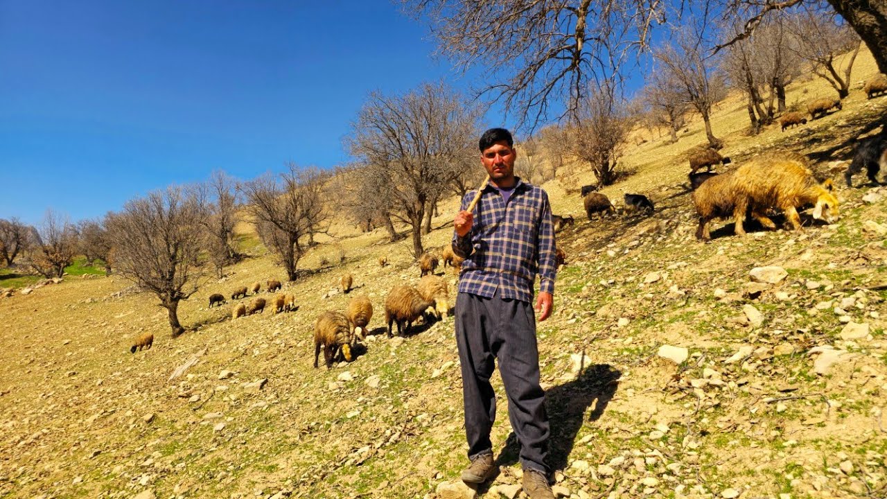 Iran Nomadic Life: 🐑🌄Daily Life in Rural Iran | Shepherding in the Zagros Mountains ⛰️