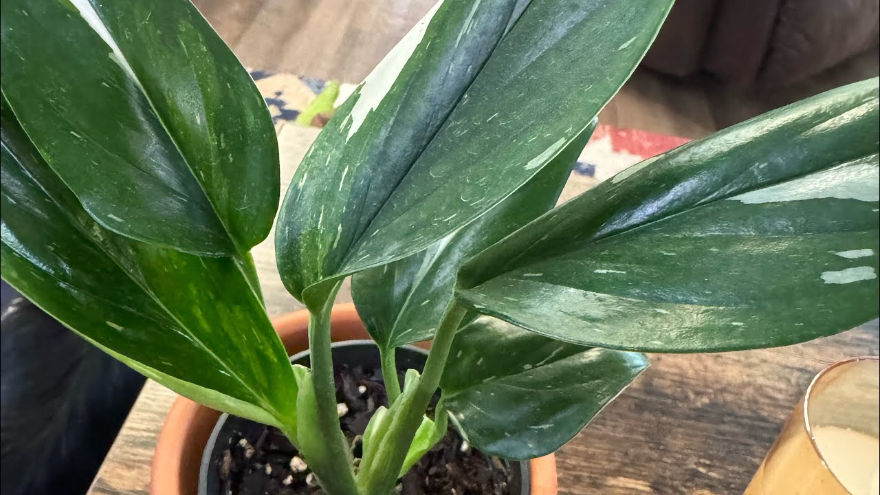 Plant of the Day- Monstera Standelyana Albo