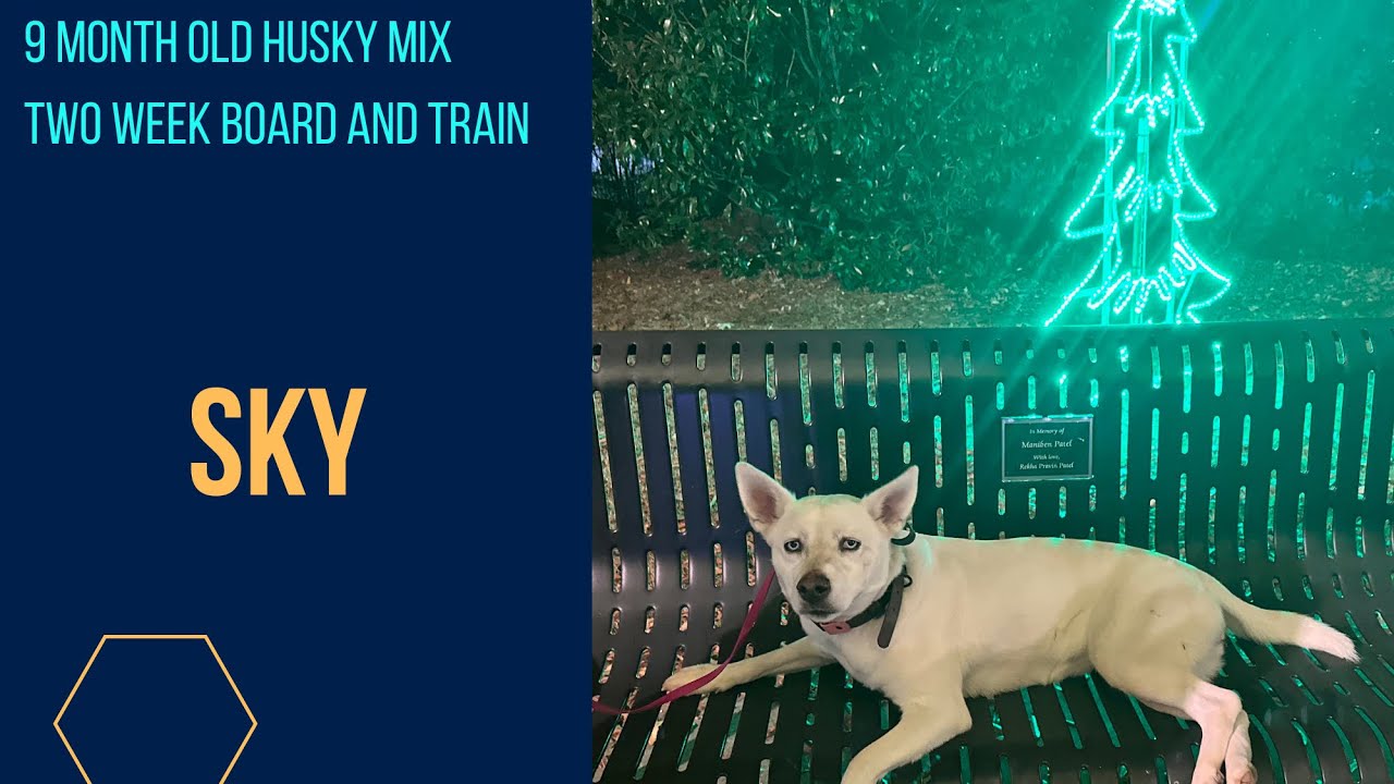 9 Month Old Husky Mix | Off Leash K9 Training | Columbia SC 
