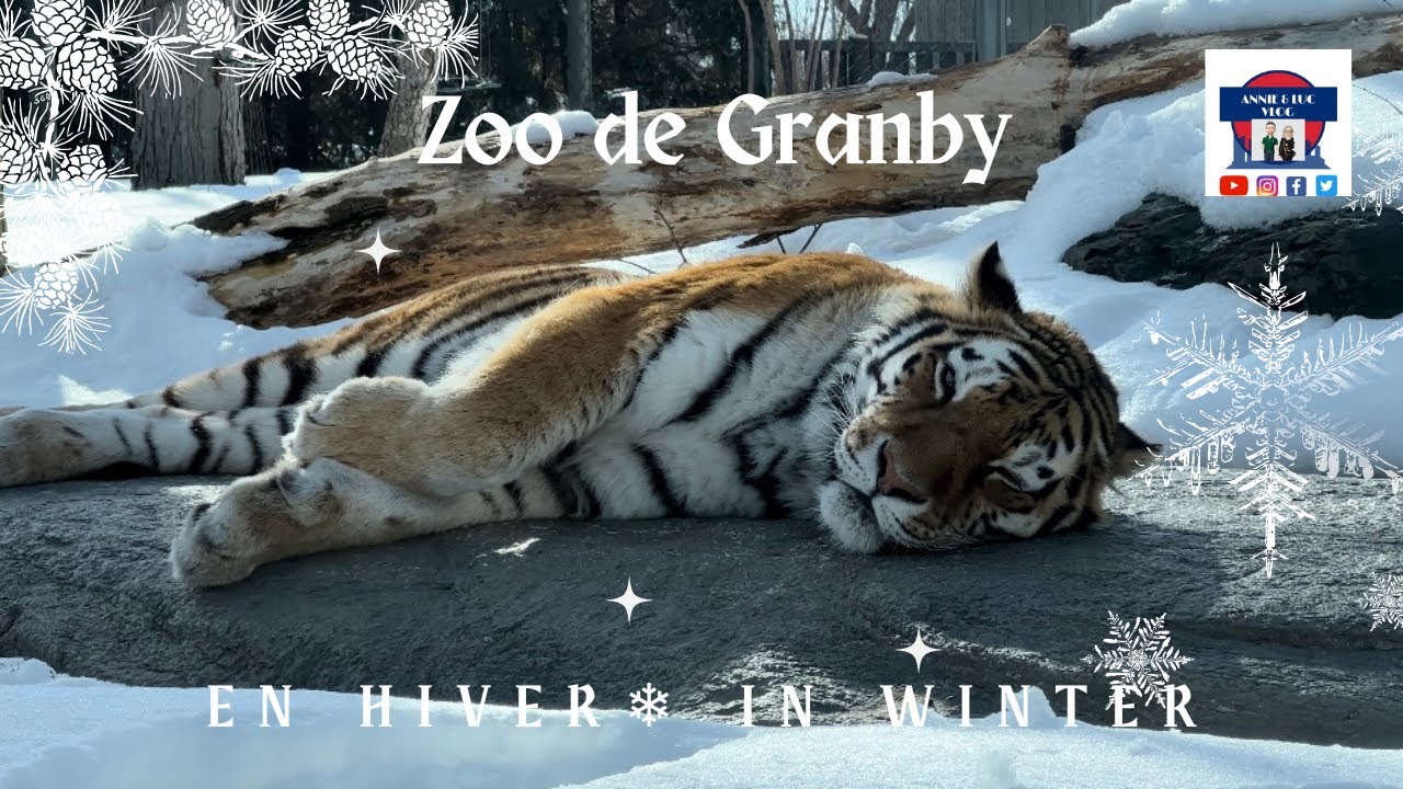 Zoo de Granby en hiver/ in winter ❄️4K❄️