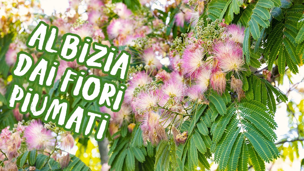 Albizia julibrissin: l’albero dai fiori piumati