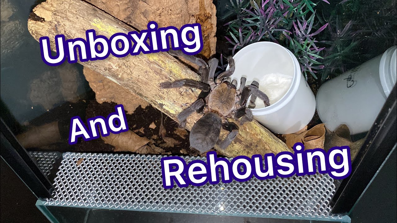 Spider shop uk unboxing and rehousing #tarantula #cyriopagopus #inverts #unboxing