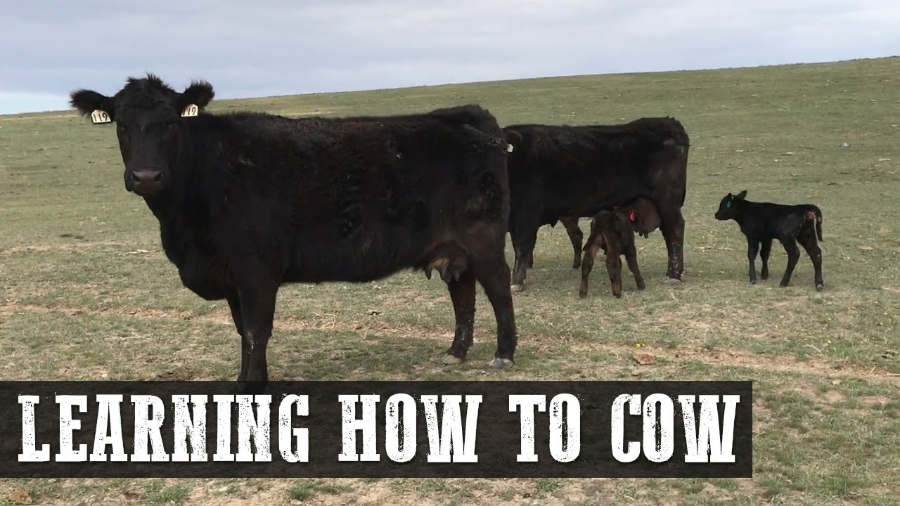 Learning How to Cow