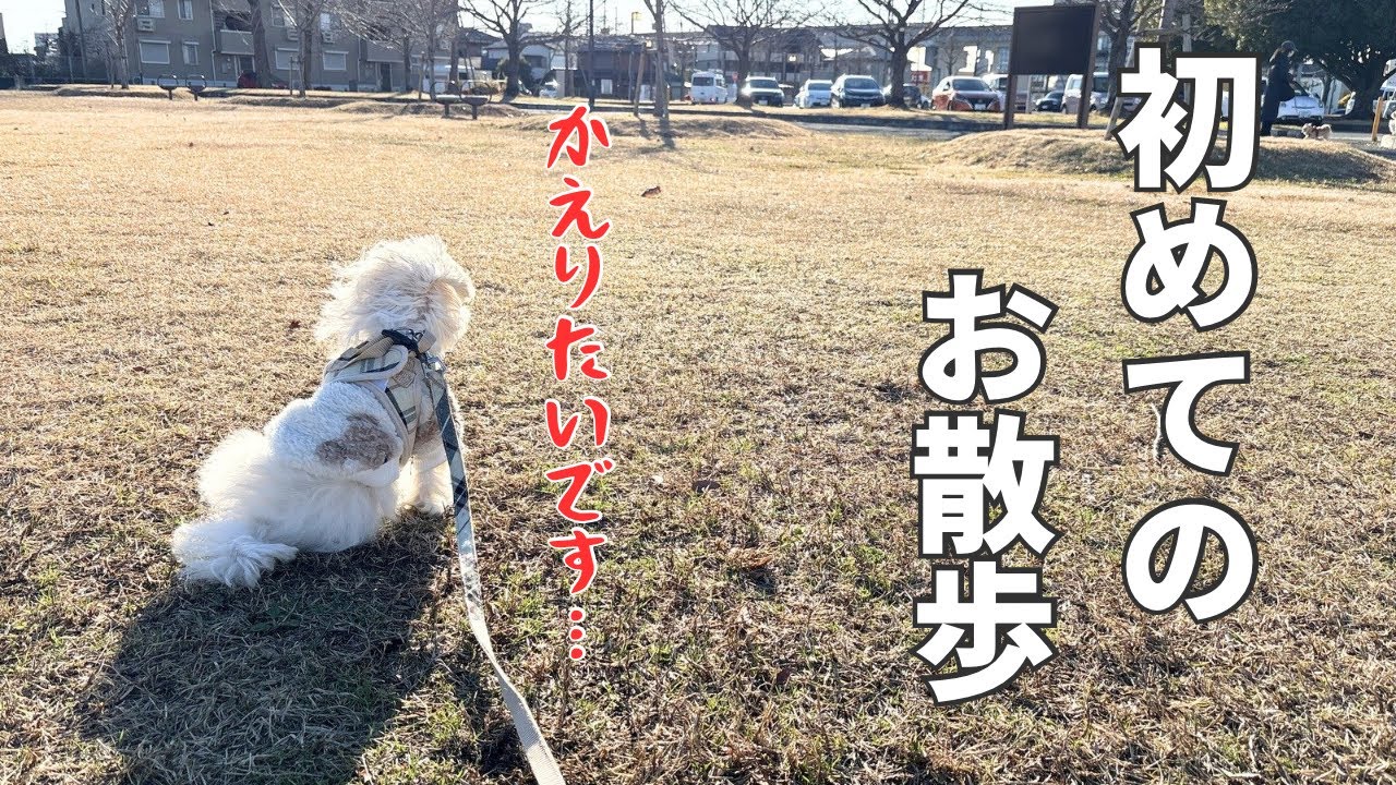 【子犬の成長記録】初散歩でフリーズ|走れる日は来るのか？！