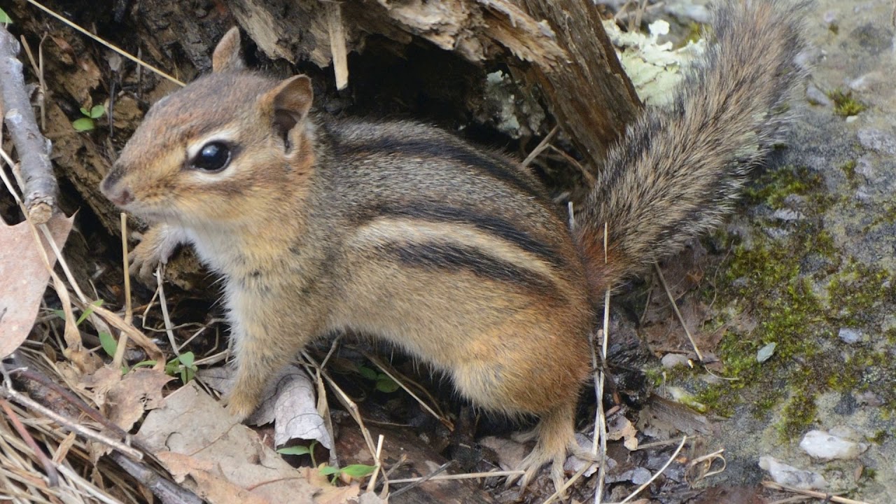 Eastern Chipmunk Call Sounds [Audio]