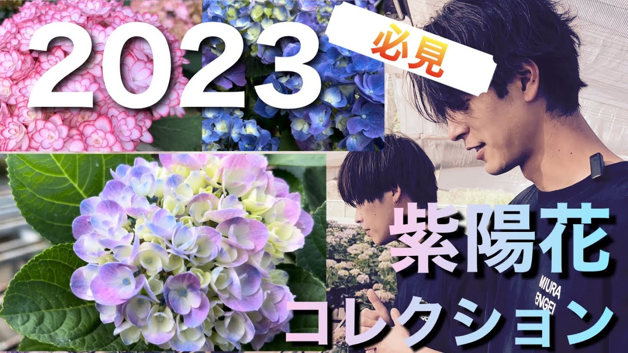 〈過去最高の出来！〉2023アジサイコレクションをお披露目します！
