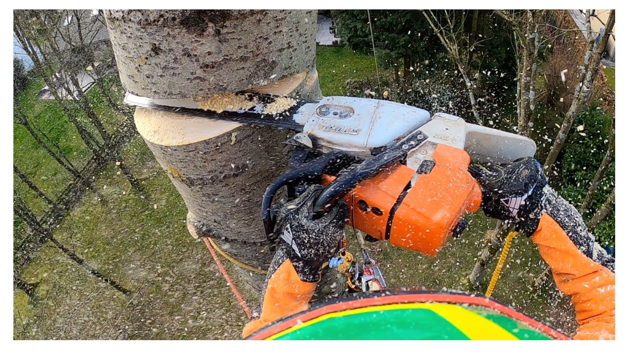 DEMONTAGE AVEC RETENTION  D'UN GRAND PEUPLIER STIHL MSA 161 T