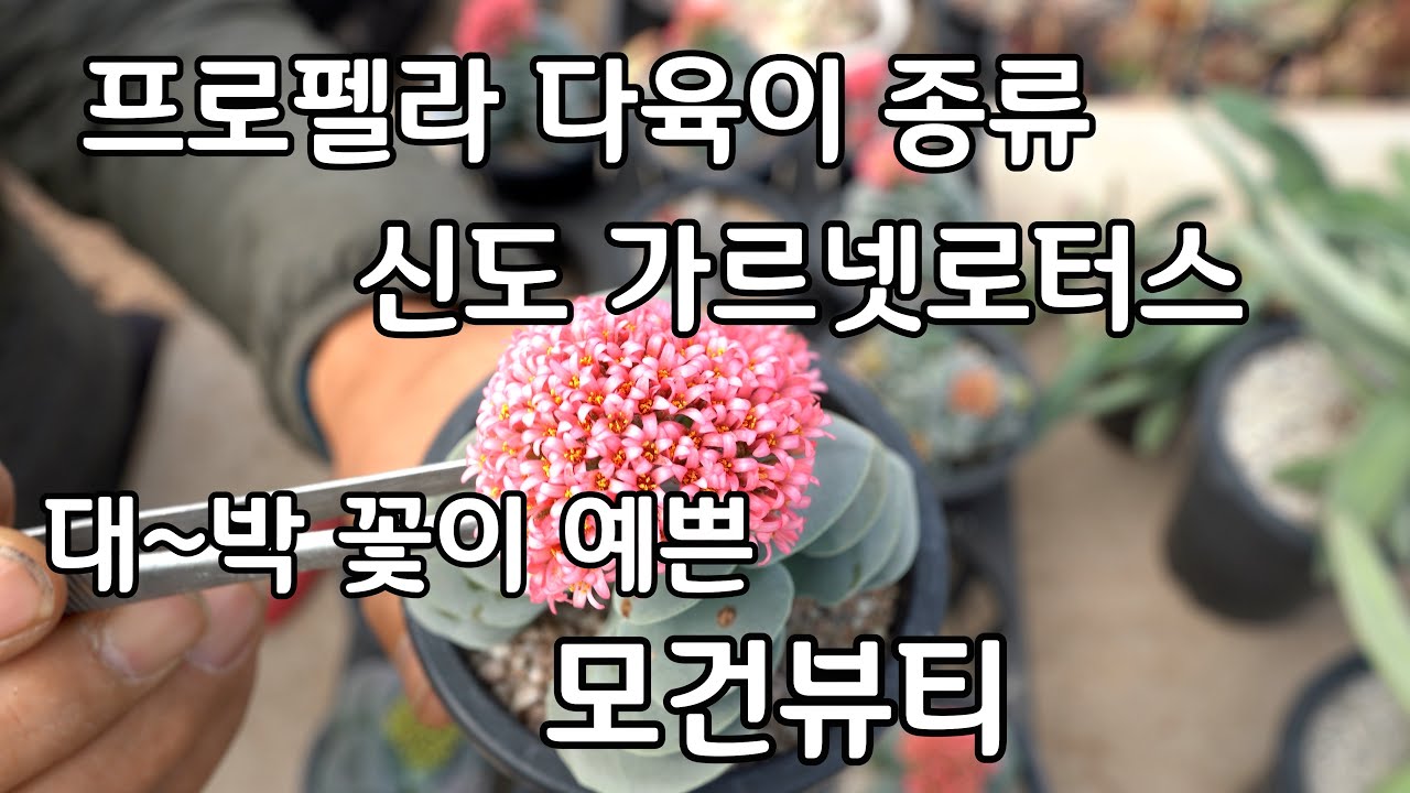 프로펠라 다육이 종류 번식 꽃이 예쁜 모건뷰티 신도 가르넷로터스