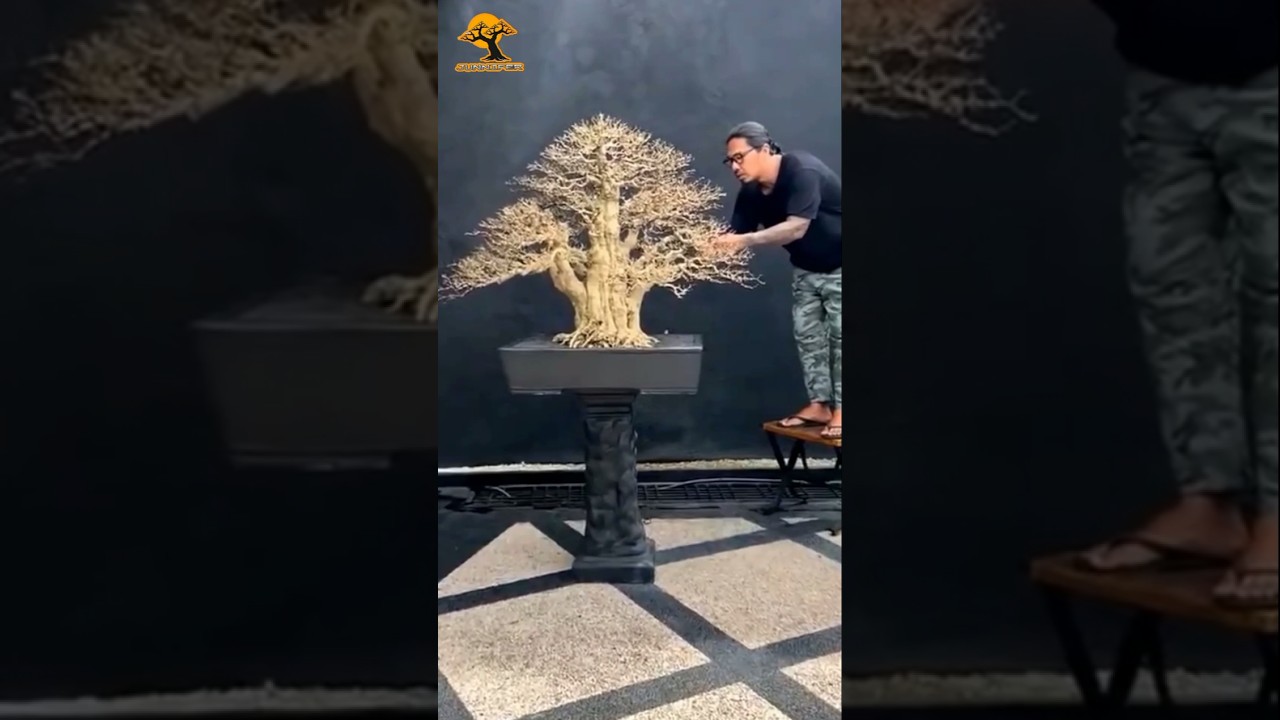 inspirasi bonsai anting putri super mewah #bonsai