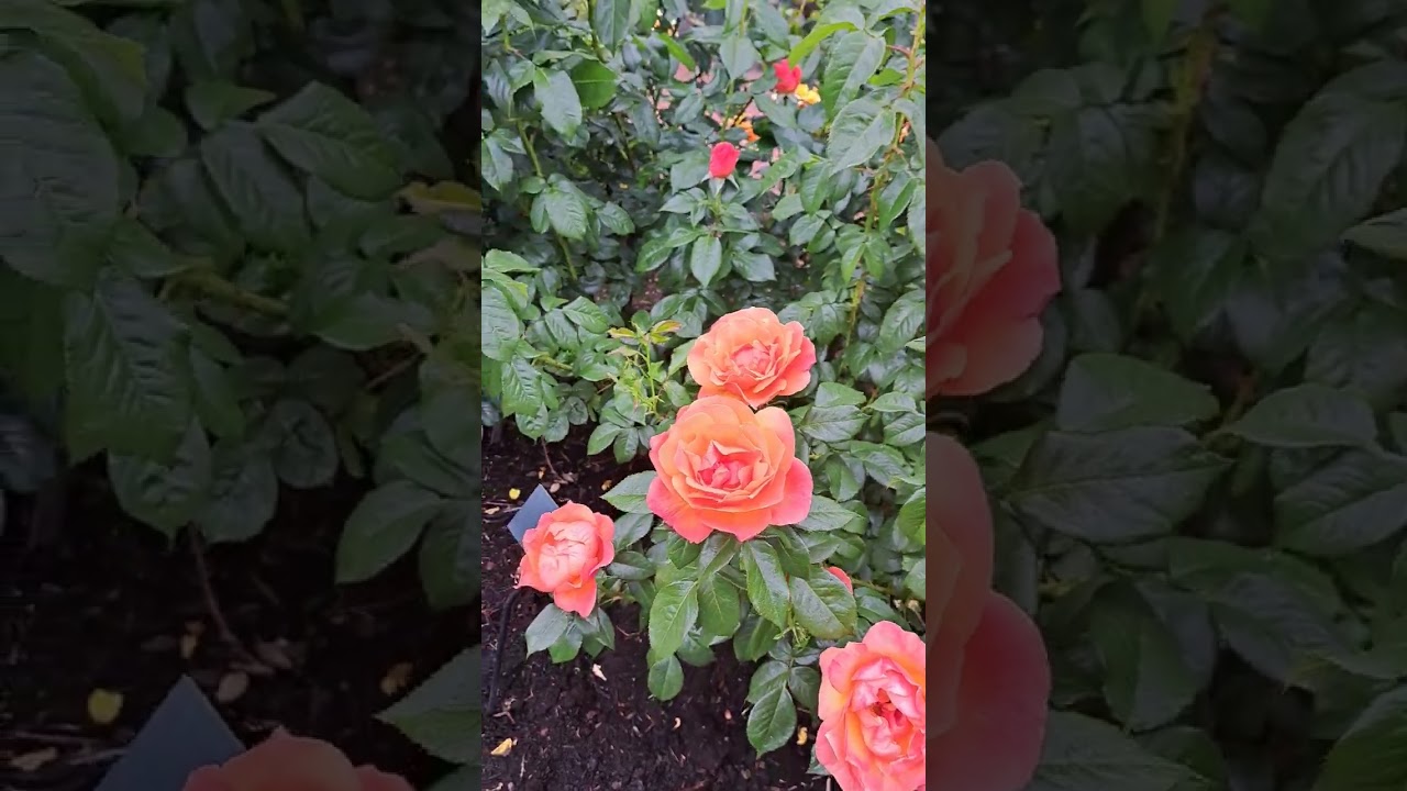 ЖИЗНЬ В США, САД РОЗ В ОРЕГОНЕ, ROSE GARDEN, OREGON, USA