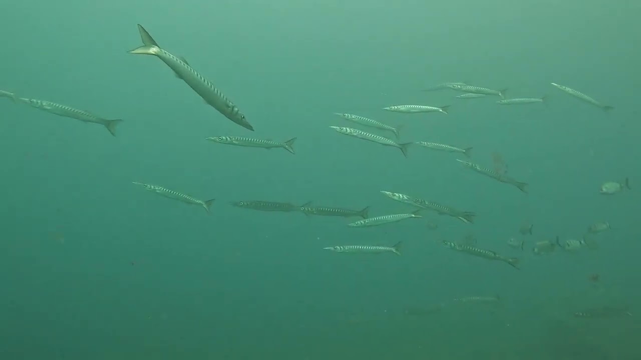 Long snouted seahorse, barracuda,  and electric ray