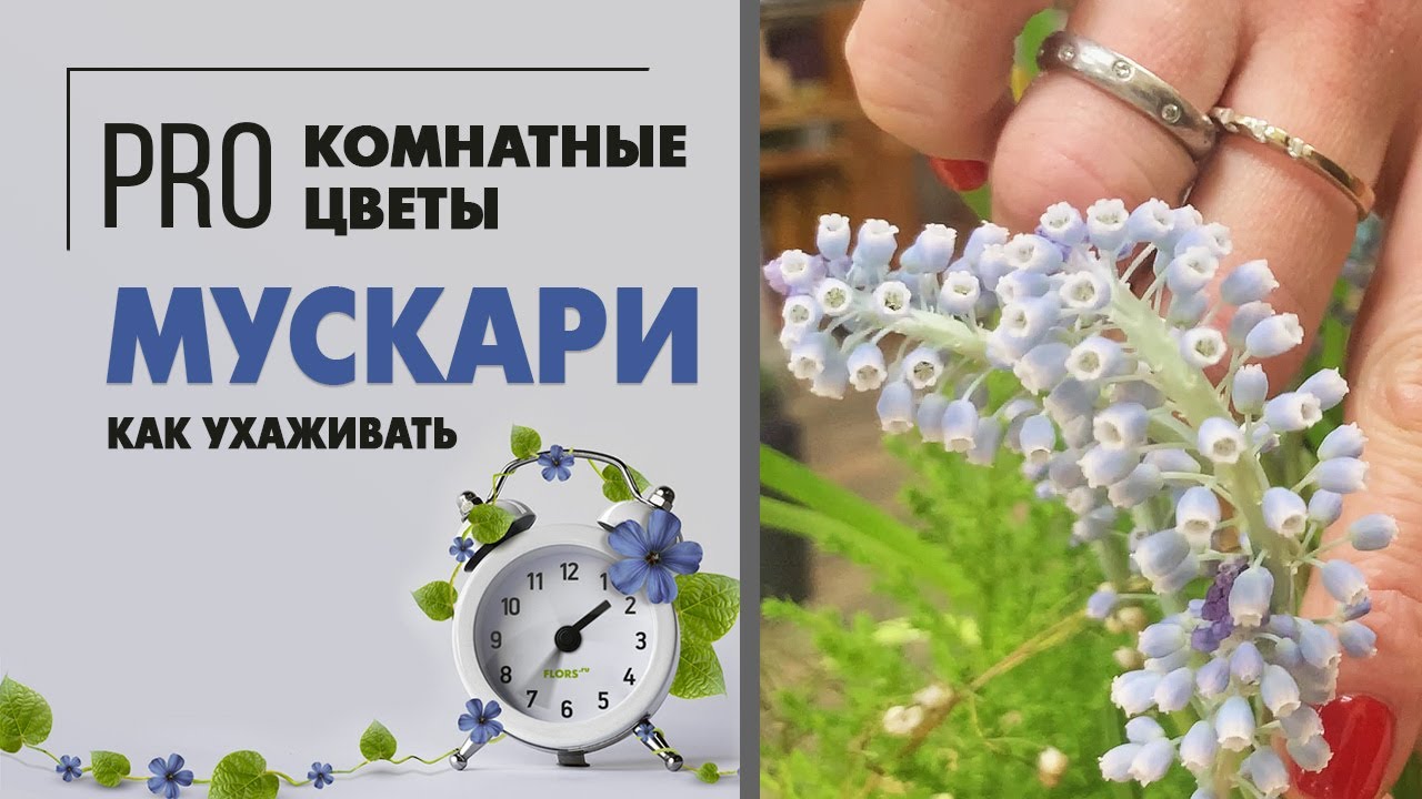 Мускари - это мышиный лук или гиацинт? Комнатное растение или растение для сада? Что за первоцвет?