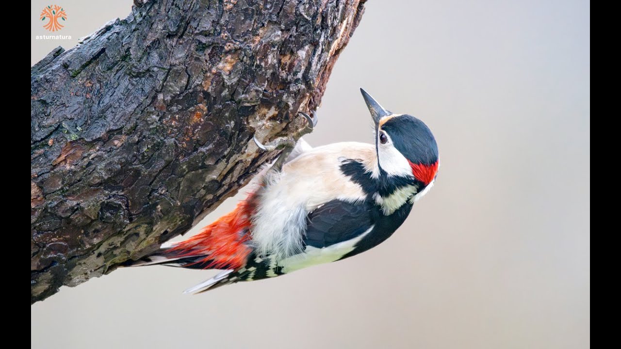 Pico picapinos (Dendrocopos major)
