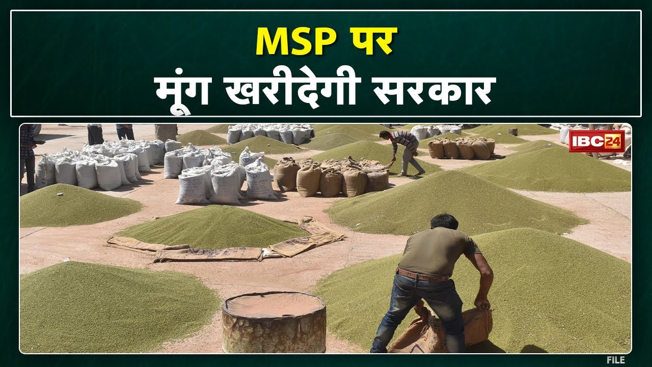 Moong Procurement: Government to purchase Moong at MSP | Statement by Madhya Pradesh Agriculture ...