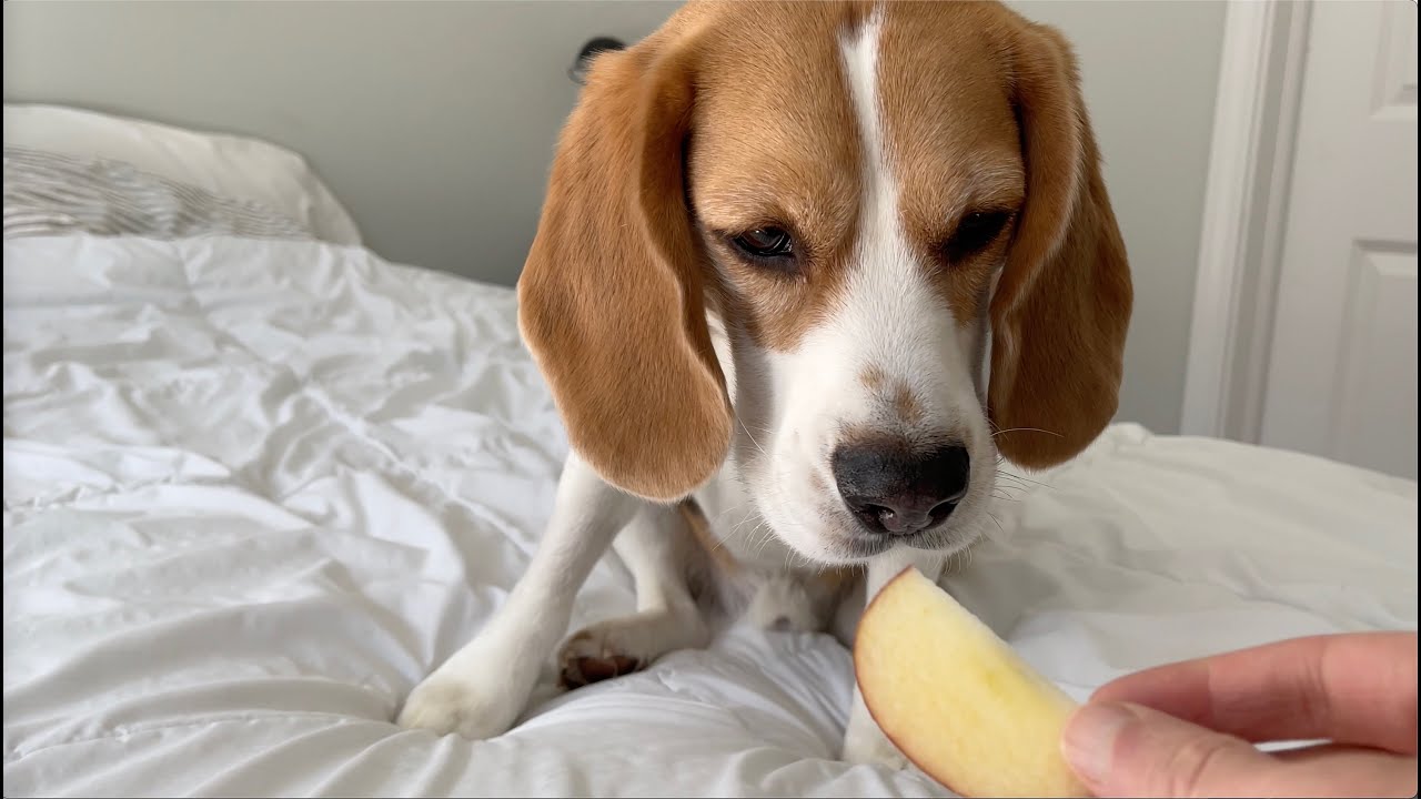 Cute beagle crunching apple slices ASMR