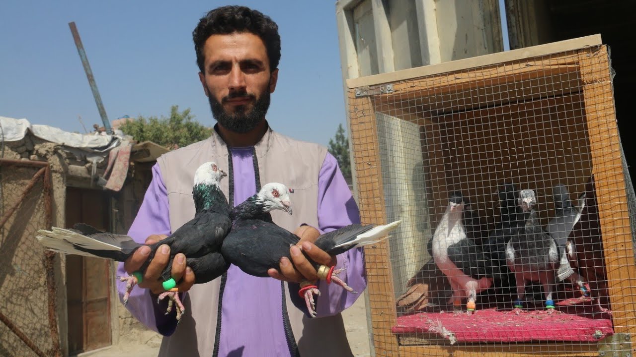 40 کفتر | کفتر های مزار شریف تور ملنگ پای کوب نسوار