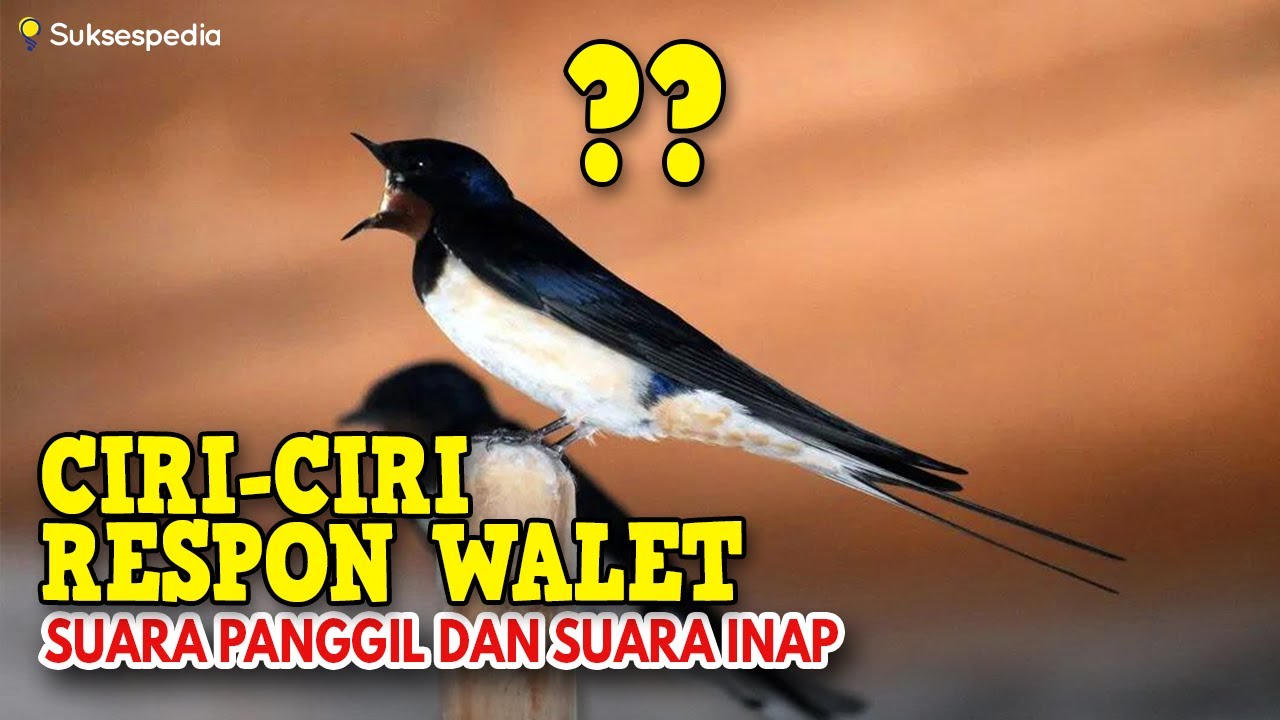 INILAH CIRI - CIRI WALET YANG MERESPON SUARA PANGGIL DAN SUARA INAP