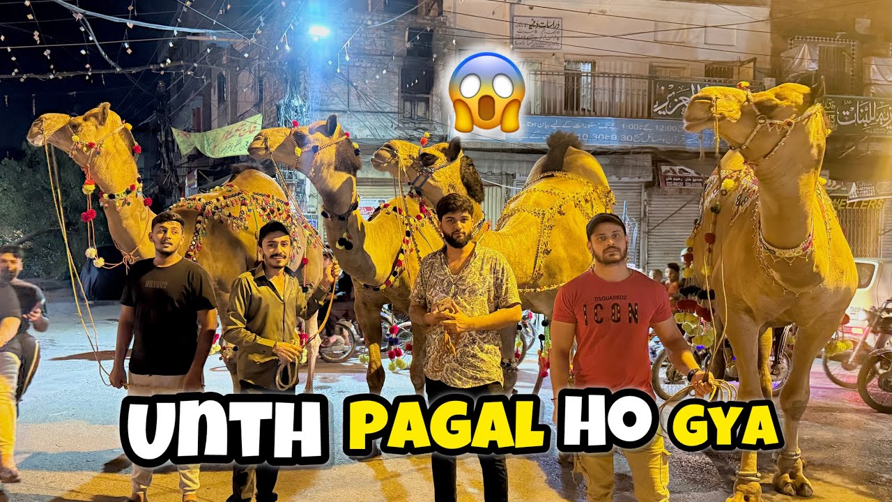 Shahpur kanjra mandi ✨| Unth pagal ho gya 😱🐫