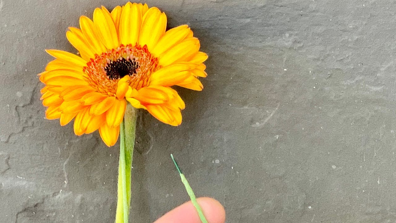 Wiring a Gerbera