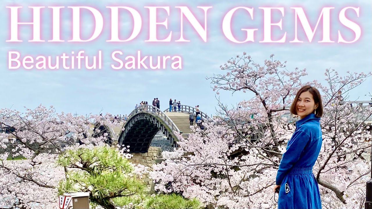YAMAGUCHI🇯🇵 Beautiful Cherry Blossom in Iwakuni🌸  Japanese countryside🚃 Japan vlog #sakura