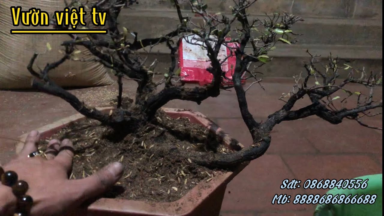 Kỹ thuật trồng cây Cẩm thị mới ship ve từ a- ớ cho anh em nào chưa trồng bao giờ 0k!!!