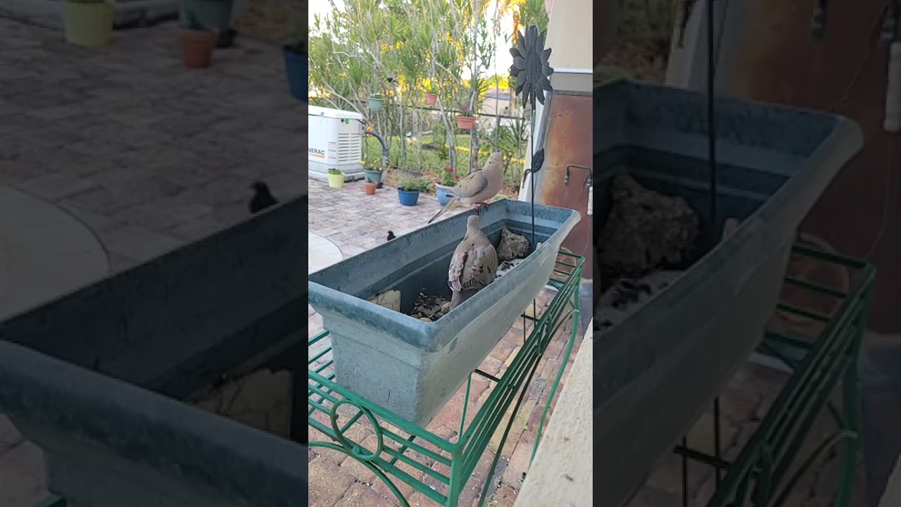 Feeding the birds! ‎⁨@casalambisco⁩  Please subscribe! 