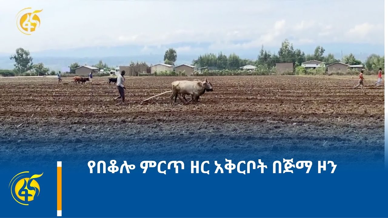 የበቆሎ ምርጥ ዘር አቅርቦት በጅማ ዞን