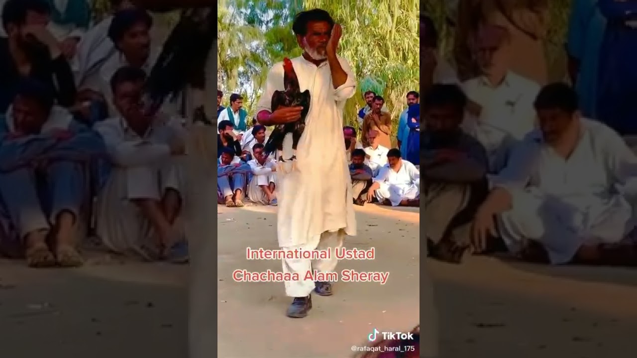 chacha alam Sheri //great man//aseel murga//aseel murga tiktok//aseel murga WhatsApp status