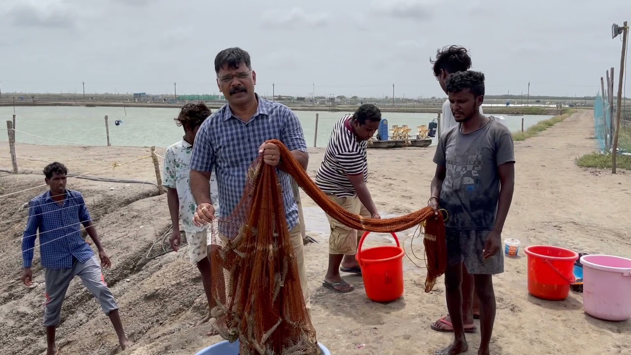 Shrimp farming - Bringing Back Black Tiger by Dr Manoj M Sharma