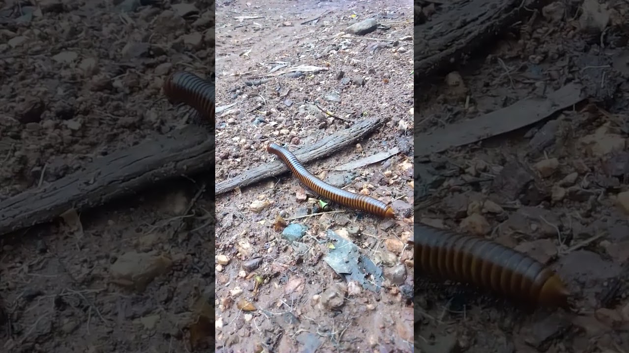 millipedes on the street after raining