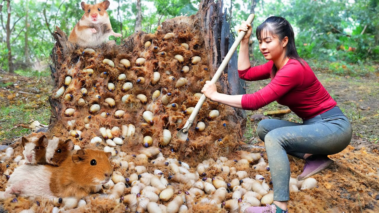 Harvest Palm Weevil Larva In Tree Trunks goes to the market sell - Farm Life | Tiểu Vân Daily Life