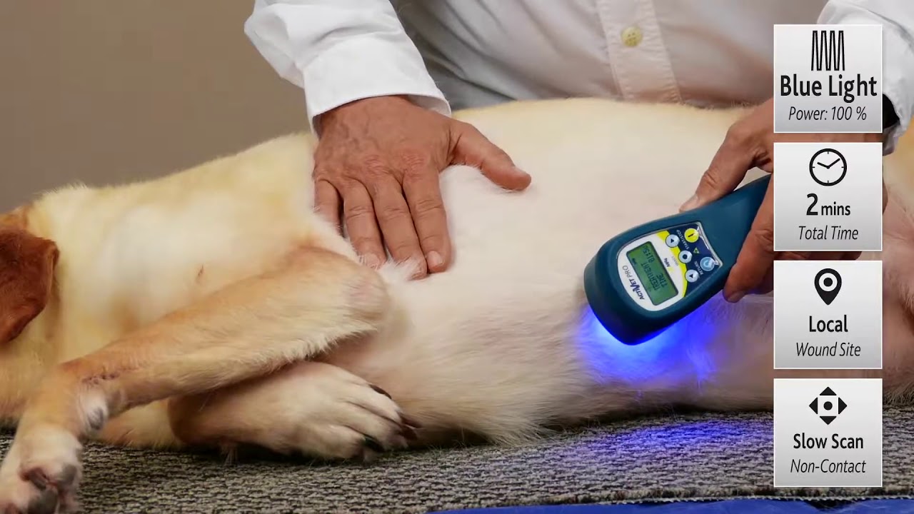 Protocolo de Terapia Láser:  Tratamiento de Heridas Quirúrgicas | ACTIVet PRO, My Pet Laser